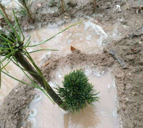 2年大阪松盆景 怕不怕大水导致呼吸不畅