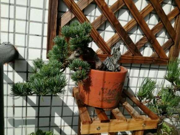 为什么广东养不活大阪松盆景