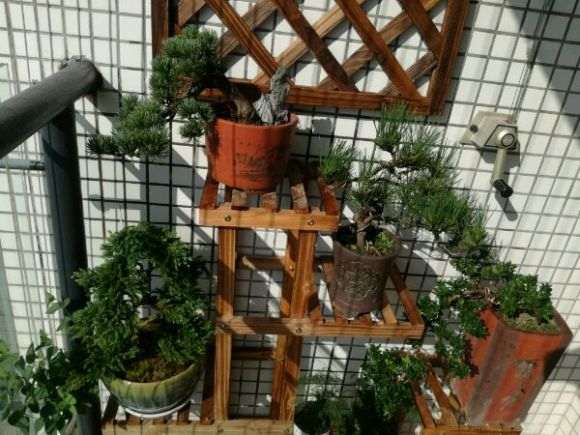 为什么广东养不活大阪松盆景