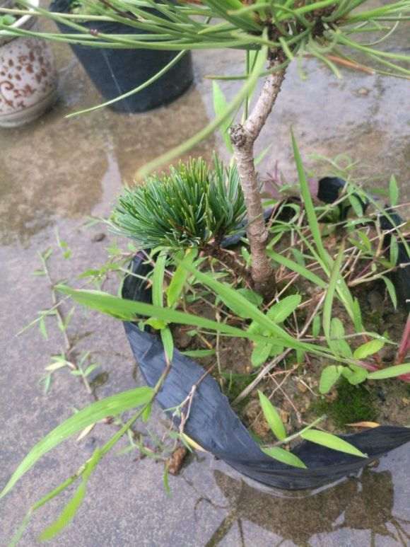 为什么广东养不活大阪松盆景