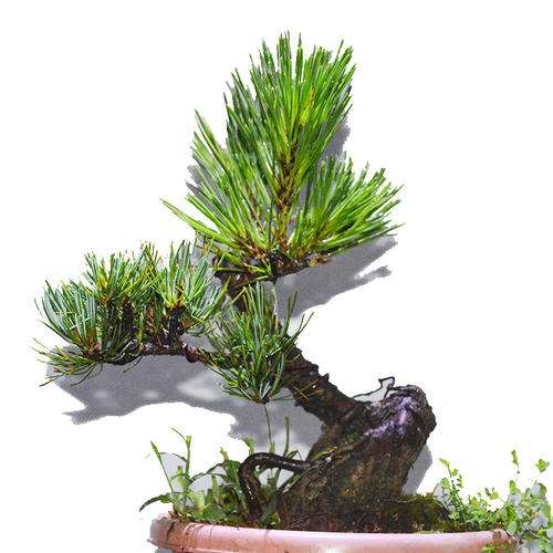 为什么大阪松盆景夏天怕晒阳光吗