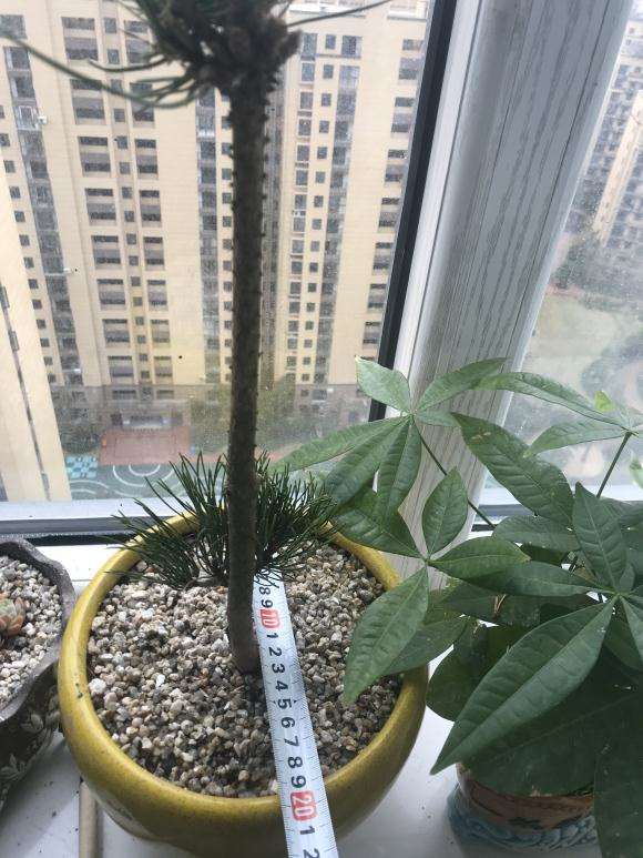 大阪松盆景嫁接小苗应该如何养护