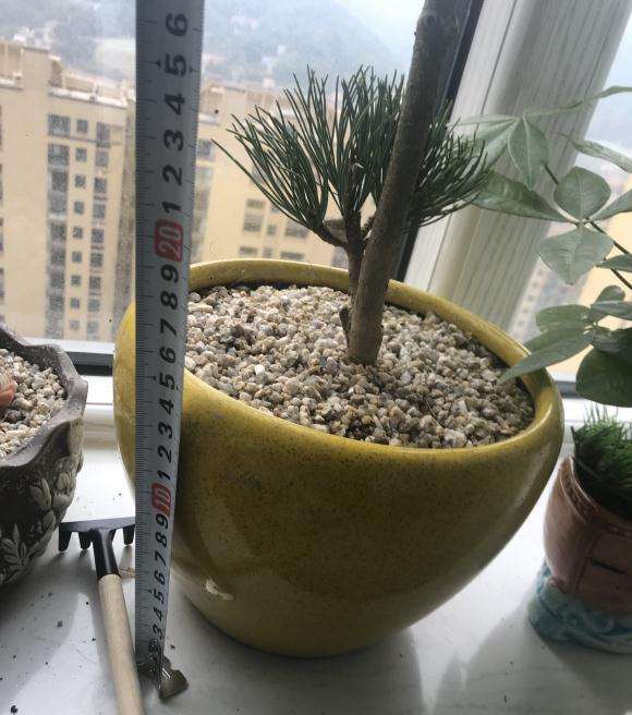 大阪松盆景嫁接小苗应该如何养护