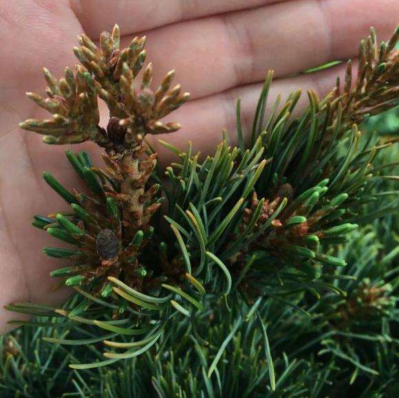 大阪松盆景四月份移的盆