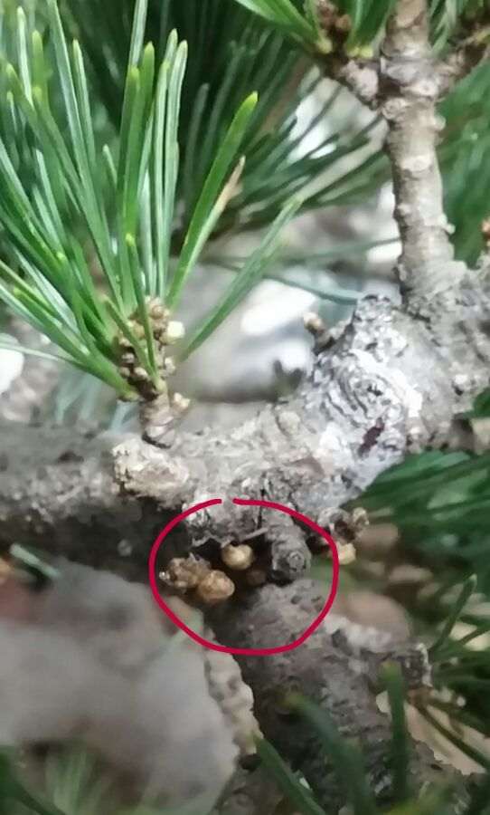 大阪松盆景现在发芽了