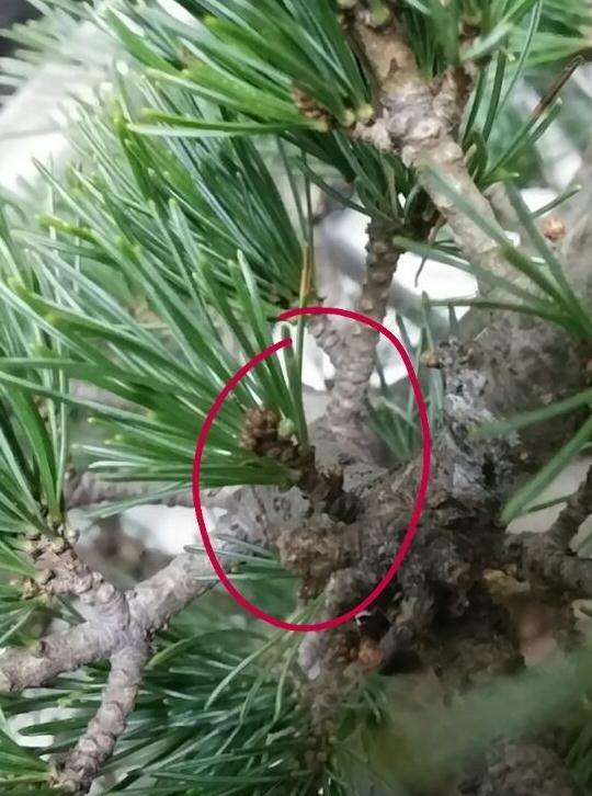 大阪松盆景现在发芽了