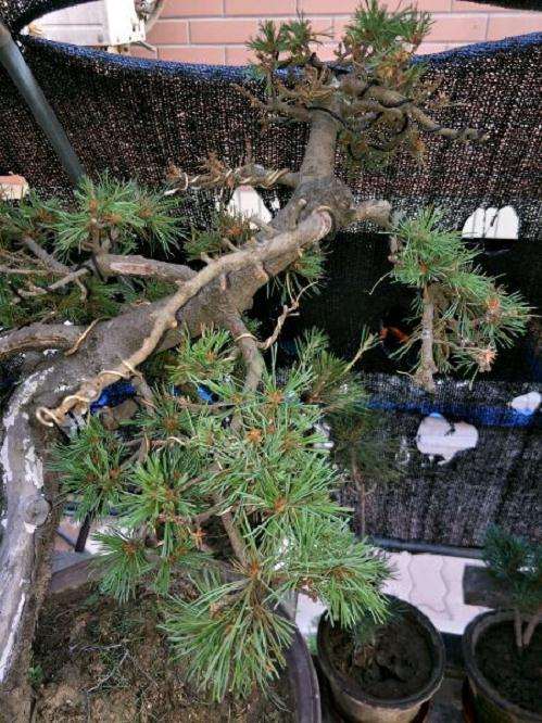 大阪松盆景脱水后死了