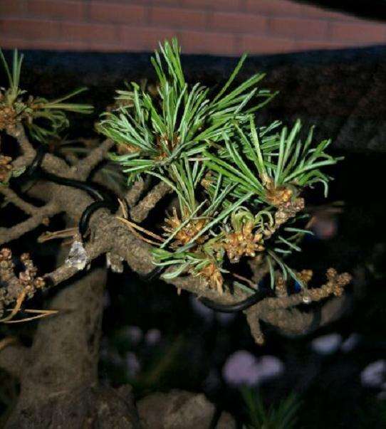 北京冬天室内可以养殖大阪松盆景吗