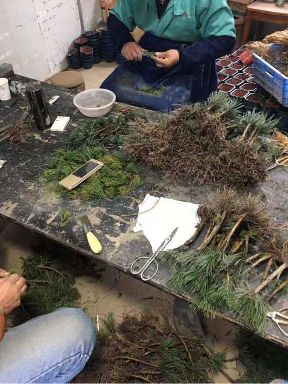 大阪松盆景嫁接的松脂怎么处理