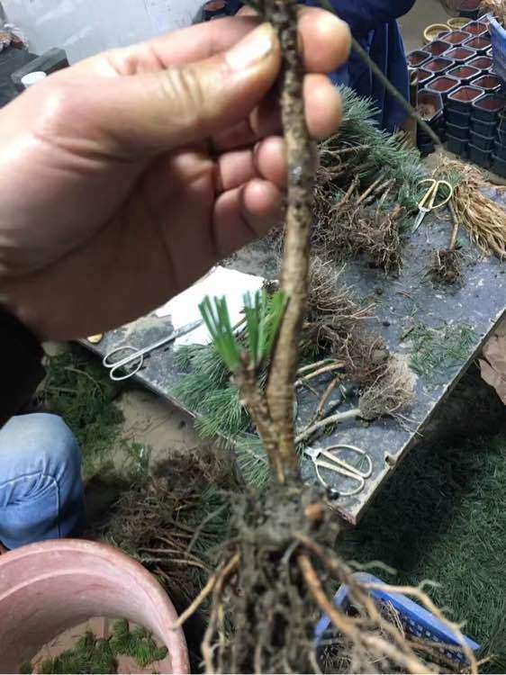 大阪松盆景嫁接的松脂怎么处理