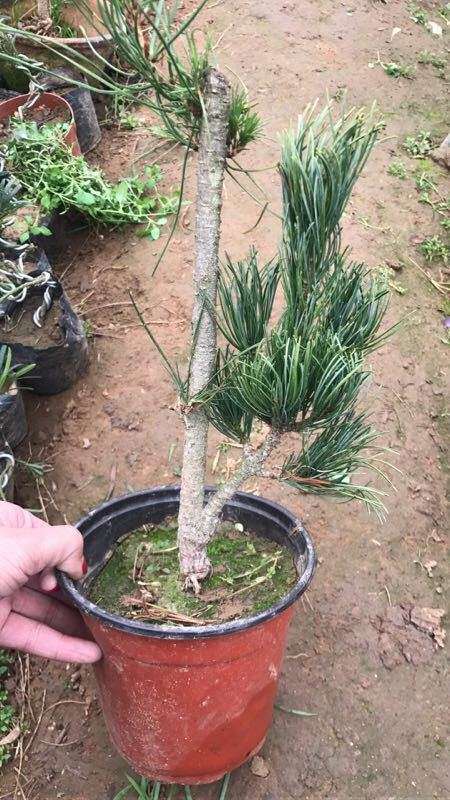 宫岛大阪松盆景来地栽的怎么样