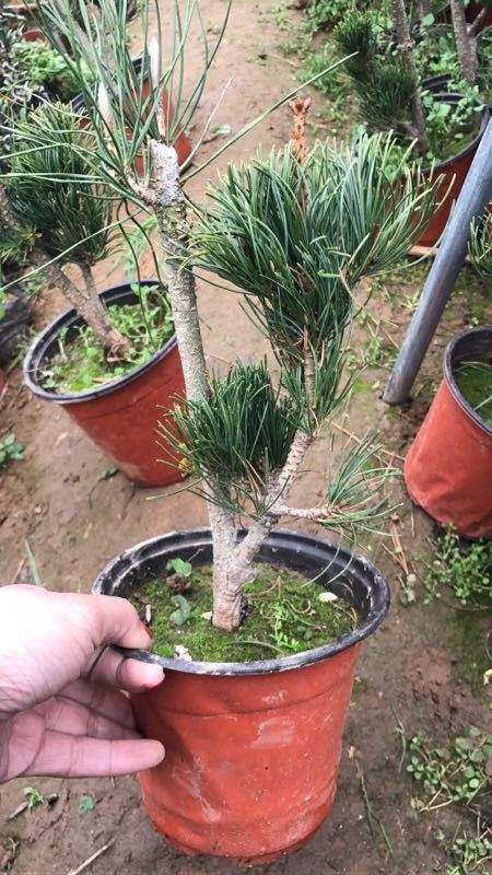 宫岛大阪松盆景来地栽的怎么样