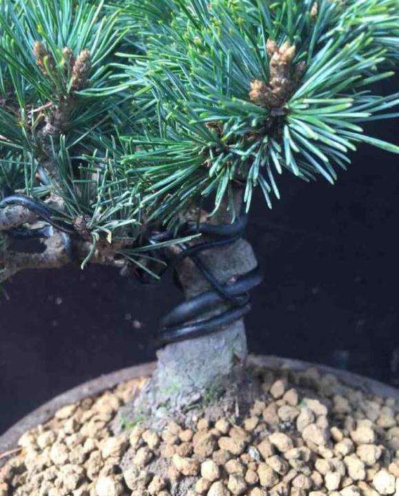 大神帮我看看这个是瑞祥大阪松盆景吗