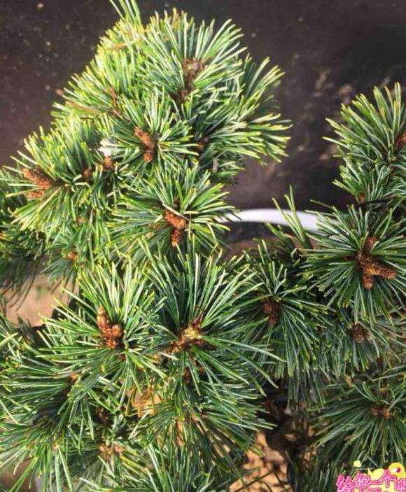 大神帮我看看这个是瑞祥大阪松盆景吗