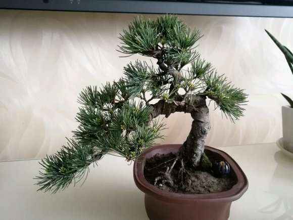 为什么东北室内养不活大阪松盆景