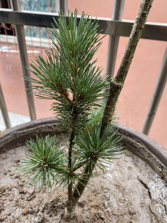 为什么五针松盆景和大阪松一样