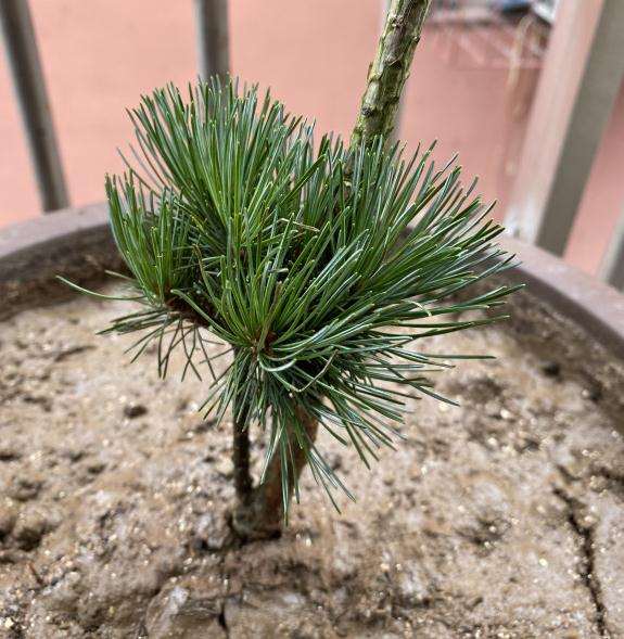 为什么五针松盆景和大阪松一样