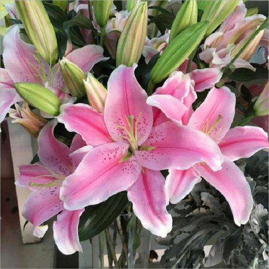 云南鲜花招商分享会在线直播