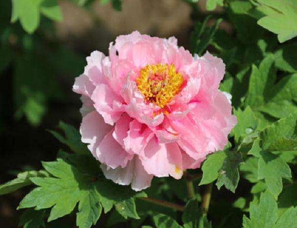 4万余株牡丹扮靓郑州植物园