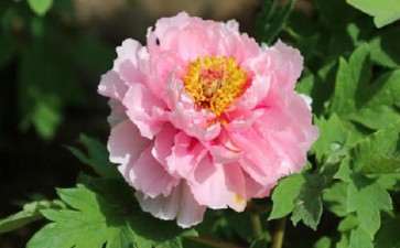 4万余株牡丹扮靓郑州植物园