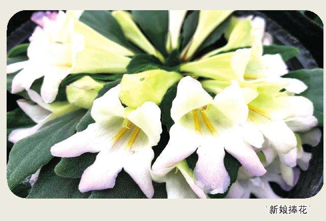 2020年14个苦苣苔科花卉新品种获国际登录