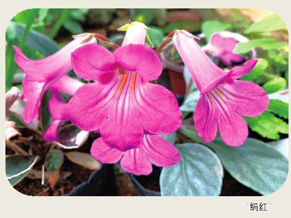 2020年14个苦苣苔科花卉新品种获国际登录