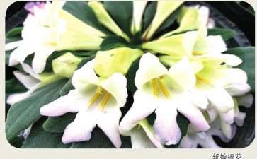 2020年14个苦苣苔科花卉新品种获国际登录