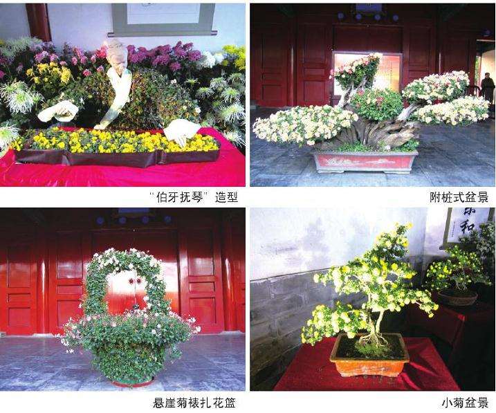 2020年传统菊花展览注重原始美