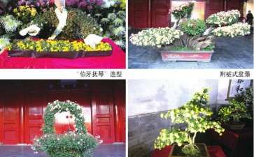 怎么 通过人物塑造展示菊花文化