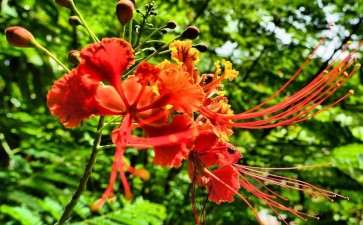 2020年 金华茶花精品园在浙江省竹马动工