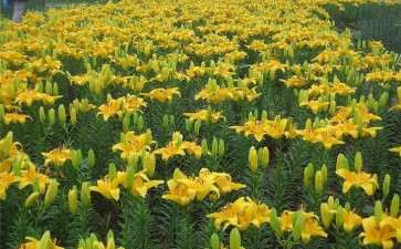 南京艺莲苑主张规范荷花新品种引种行为