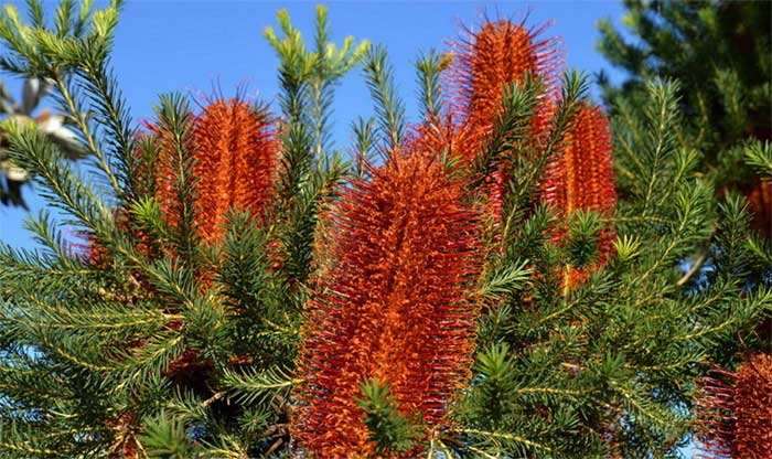 2020年成都花农忙春耕花企战出口