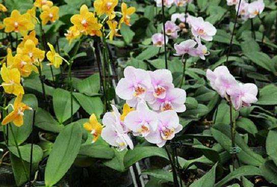 为什么电商平台对花卉企业不是十分合意