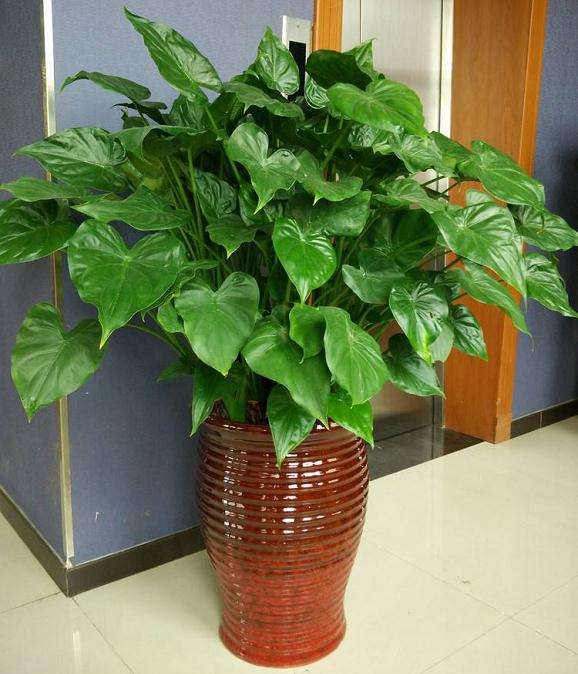 为什么电商平台对花卉企业不是十分合意