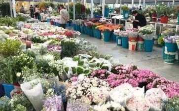 2020年2月 大量计划上市的花卉滞销