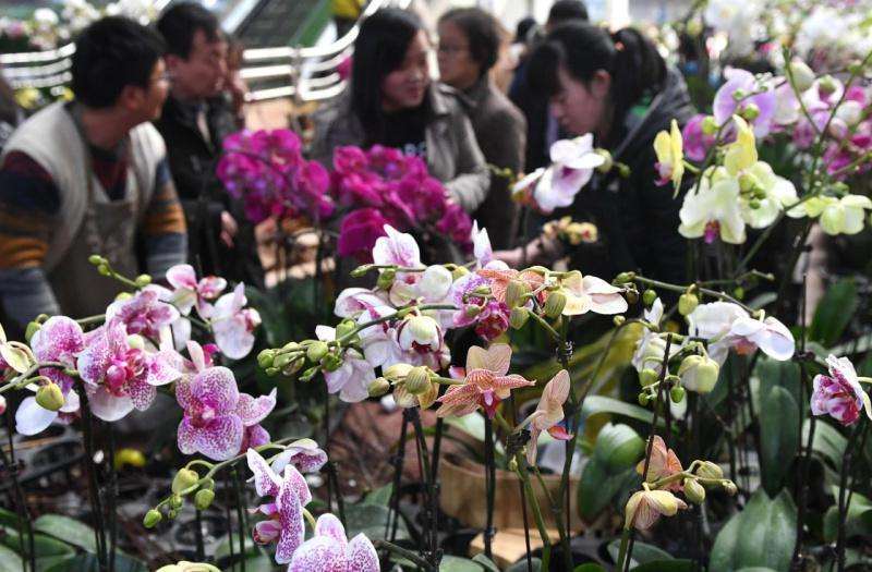疫情期间福建花卉电商数量持续增加