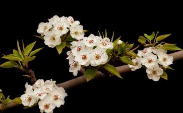 为什么物流对花卉产品的影响非常大