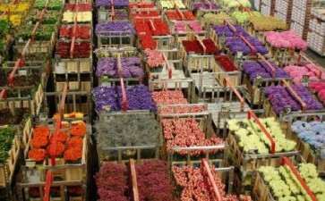 第十届中国花博会首家参展单位入场