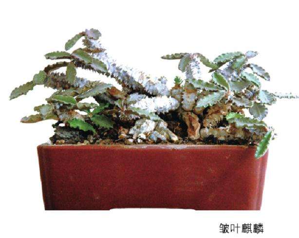 大戟科麒麟多肉怎么养护