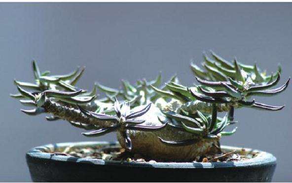 大戟科麒麟多肉怎么养护