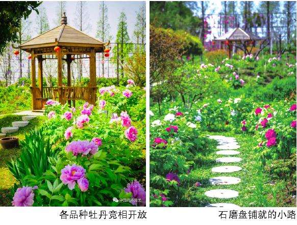 江南文化园牡丹花会在常熟举办