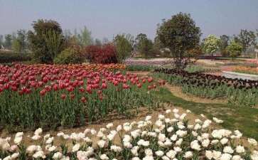 云南受国内主要城市花卉市场拆迁改建的影响