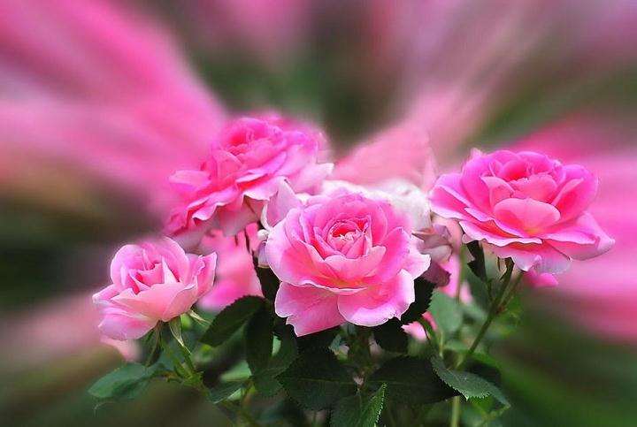 云南晋宁大力发展鲜切花产业