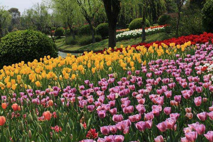 上海鲜花港郁金香花展正当时