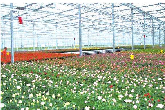 俄罗斯玫瑰花生产的实践丰富