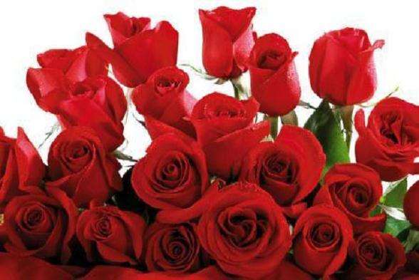 俄罗斯玫瑰花生产的实践丰富