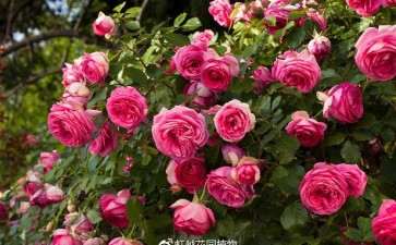 2030年我国花卉植物消费将达到万亿级别