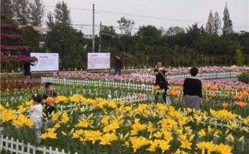 2020年 全球花卉产业所受影响持续加深