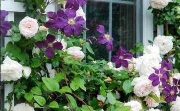 2020年 英国众多知名花展被取消