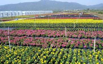 2020年疫情加速花卉产业线上线下融合发展